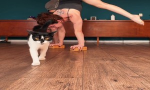 Spotlight Is on Estrela the Cat