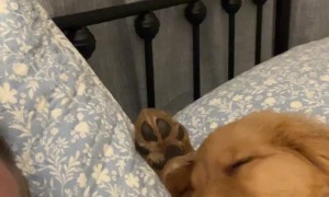 Golden Retriever Puppy Sleeps Like a Person