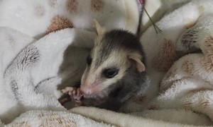 Buzz Is Out for the Count