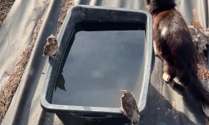 Birds Freeze Motionless to Deceive Cat