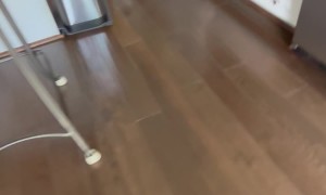 Mr. Squeaks Around the House Chase