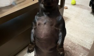 Ben Slink Slamming Wheelies