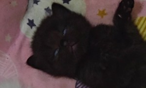 Little Shadow and the Snowballs