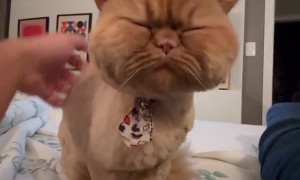 Cat Comes Back From the Groomer With Chubby Cheeks