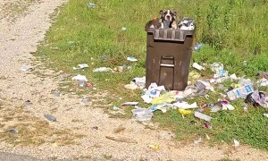 Happy Dog Stands On Trash Pile
