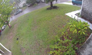 Security Camera Catches Lightning Striking Tree