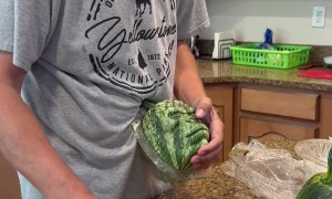 Pumpkin With a Gorilla Face Mold