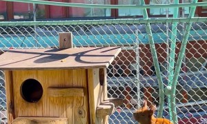 Red Squirrels Play on Balcony