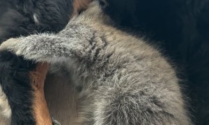 Raccoon Trying to Get Tucked in for Nap Time