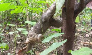 Sloth In The Garden
