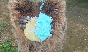Puddles the Groundhog Eats Potluck Cupcake