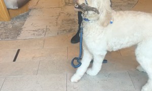 Hotel Concierge Held Stick Overnight for Dog
