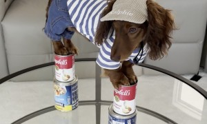 Mini Dachshund Nailed the Nicki Minaj Pose