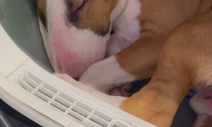 English Bull Terrier Takes Warm Dryer Nap