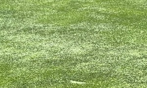 Bears Playing in a Sprinkler