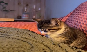 Buffalo the Kitty Gets the Eepys