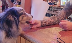 Picky Pup Demands Ranch
