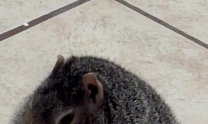 Rotund Squirrel Snacks On Apple