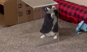 Cat Stuck in Self-Inflicted Cat Jail