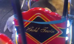 Dog Relaxes On Carnival Ride