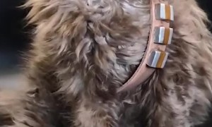 Kitten's First Cosplay