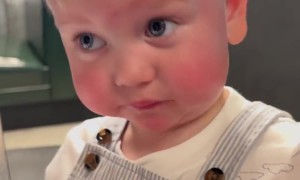 Toddler Tries a Lemon