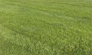 Scary Encounter When Dog Starts Barking Near Bear