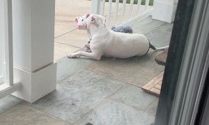 Pittie With Piggy Not Patted By Passing Mailman