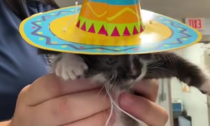 Curly Rocking the Sombrero