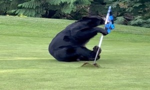 Bear Plays with Golf Hole