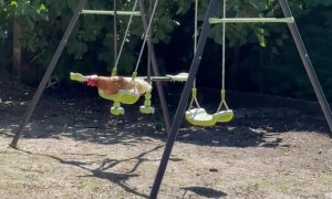 Christine the Hen Relaxes on Her Swing