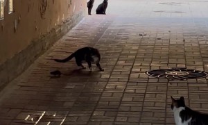Mouse Surrounded by Cats