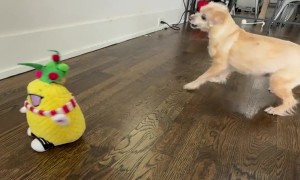 Diva Dog Loves to Dance