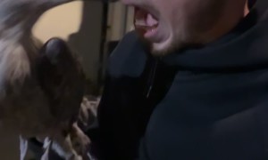 Be careful of seagull’s there dangerous