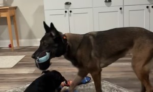 Malinois Boops Ball With Her Snout