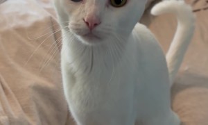 Cat Says 'Mama' on Command