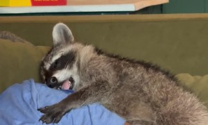Marlowe the Rescue Raccoon Napping