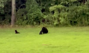 Black Bear Cubs Play In Pouring Rain