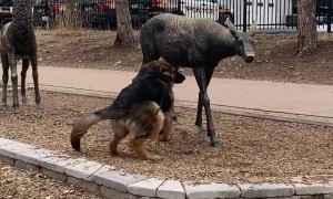 German Shepherd Makes Friends With Deer Statues