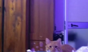 Cats Don't Appreciate House Guest