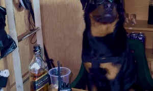 Rottweiler Sitting Like a Mafia Boss