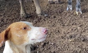 Dogs Laps Up Long-Distance Milk Spray