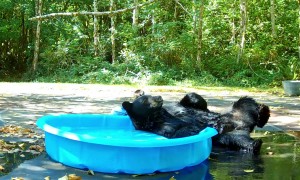 Relaxed Bear Gives Herself a Good Scratching