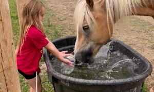 Splash Fighting With a Horse