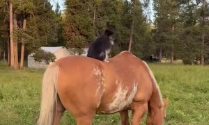 Pomeranian Dog Sits on Top of a Horse