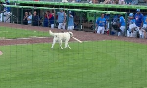 Blond Dog Fetches Baseball Bat