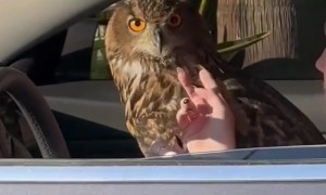 Owl Rides In Passenger Seat