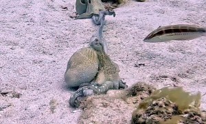 Two Octopuses Shaking Hands