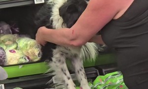 Stubborn Dog Gets Cozy in the Cabbage
