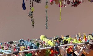 Trying to Wash My Dog's Toys Without Him Noticing